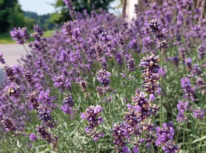Apartman Beim Bergjosl Kirchbach in Steiermark